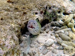 Spotted Moray Eel (12