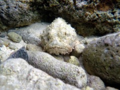 Spotted Scorpionfish (12