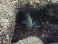 Longfin Damselfish (4