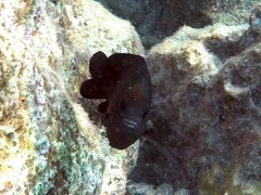 Longfin Damselfish (4