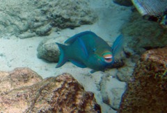 Queen Parrotfish (18