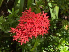 Flame of the Woods (West Indian Jasmine)