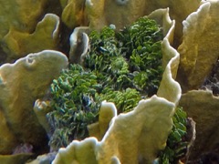 Leafy Rolled-Blade Alga
