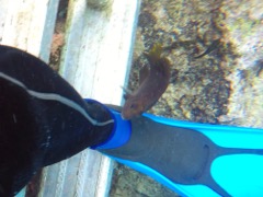 Longfin Damselfish attacking Bob's leg