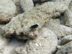 Bicolor Damselfish (1