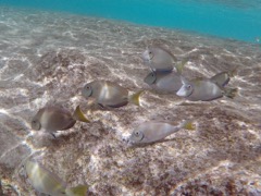 Ocean Surgeonfish (8