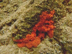 Orange Perforated Sponge