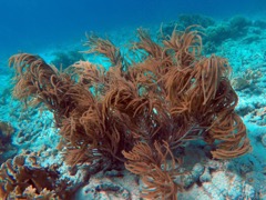 Orange Spiny Sea Rod