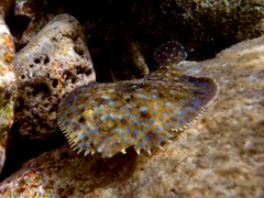 Peacock Flounder (10