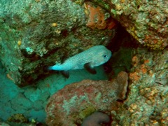 Porcupineefish (15