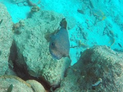 Porcupinefish (20