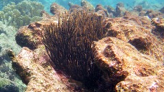 Porous Sea Rod Coral