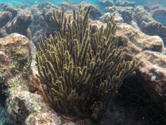 Black Searod Coral