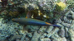 Princess Parrotfish ? (10