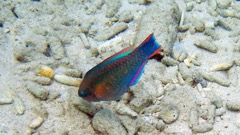 Princess Parrotfish ? (10
