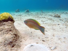 Princess Parrotfish (10