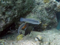 Princess Parrotfish Juvenile ? (12