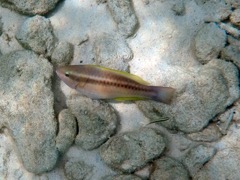 Princess Parrotfish Juvenile (24
