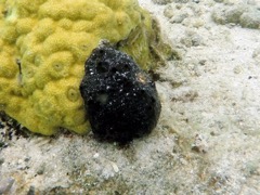 Blackball Sponge
