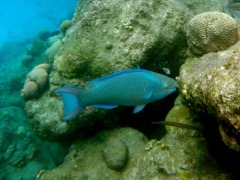 Queen Parrotfish ? (10