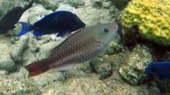 Queen Parrotfish (8