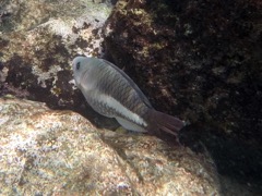 Queen Parrotfish Juvenile (8