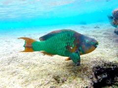 Rainbow Parrotfish (24