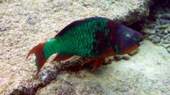 Rainbow Parrotfish (24