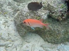 Blackbar Soldierfish (6