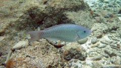 Redtail Parrotfish (10