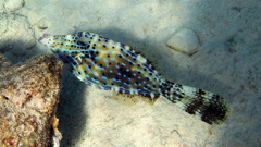 Scrawled Filefish (18