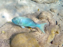 Blue Parrotfish Juvenile (24