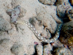 Sharptail Eel (18