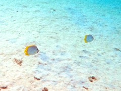 Spotfin Butterflyfish (4