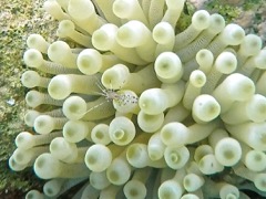 Spotted Cleaner Shrimp on Giant Anemony