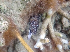 Spotted Moray Eel (~2')