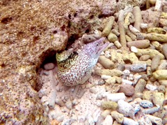 Spotted Moray Eel (12