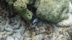 Spotted Moray Eel (24