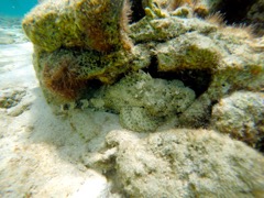 Spotted Scorpionfish (18
