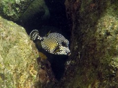 Spotted Trunkfish Juvenile (1