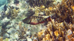 Stoplight Parrotfish (18