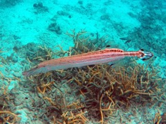 Trumpetfish (18