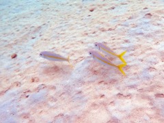 Yellow Goatfish (8