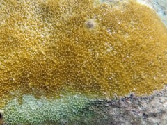 Yellow Pencil Coral ?