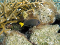 Yellowtail Damselfish Male (6