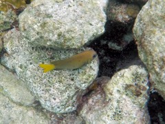 Yellowtail Damselfish, Femaile (8