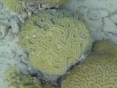 Boulder Brain Coral (3