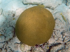 Boulder Brain Coral (6' OD)