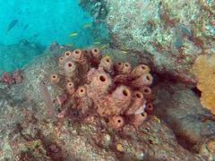 Branching Tube Sponges