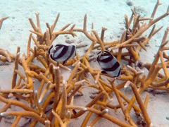 Banded Butterflyfish (6